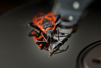 High angle view of beetle on hard drive