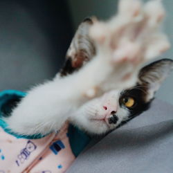 Close-up of a kitten