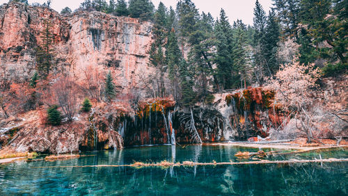 View of trees growing on rock