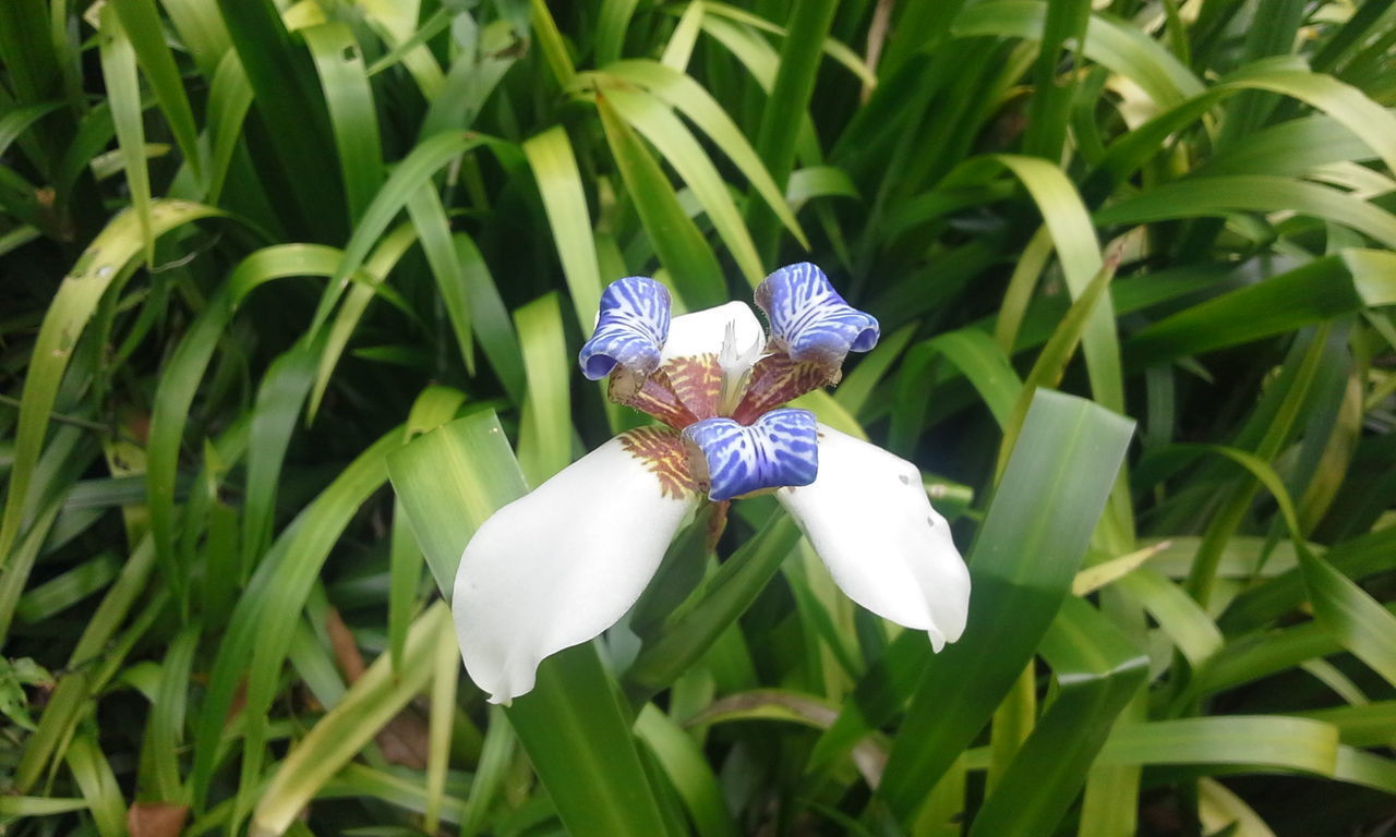 CLOSE-UP OF WHITE FLOWERS ON PLANT