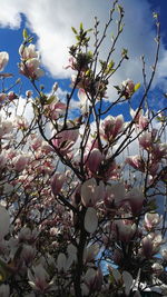 Low angle view of pink flowers