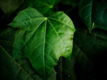 Close-up of green leaves
