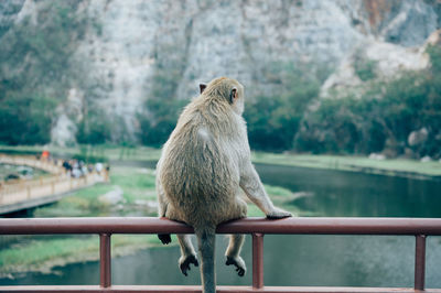 View of giraffe standing on railing