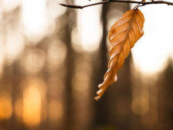 Close-up of dry leaves against blurred background