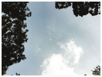 Low angle view of tree against sky