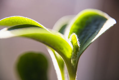 Growing squash seedling before going in the home garden