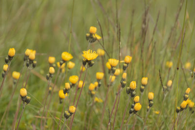 Close-up of yellow flowering plants on field