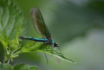 Close-up of damselfly on leaf