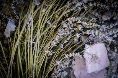 Close-up of frozen plants
