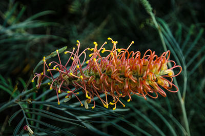 Close-up of flower blooming outdoors