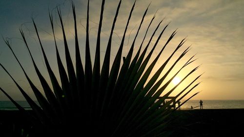 Silhouette plant at beach against sky during sunset