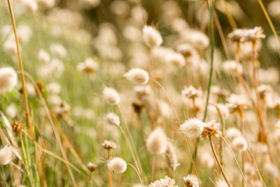 Close-up of white flowering plants on field