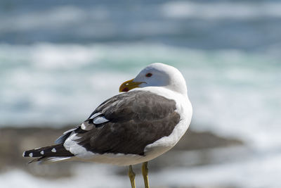 Close-up of bird perching on beach