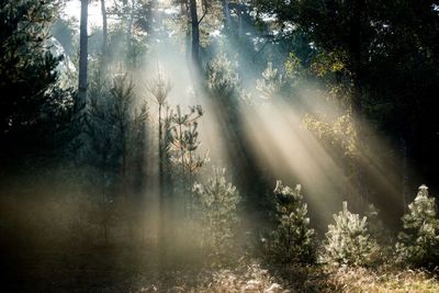 Sunlight streaming through trees in forest