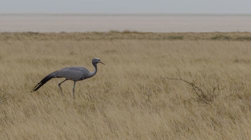 A blue crane near the etosha pan in namibia