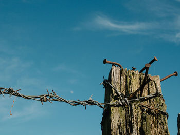 Low angle view of birds perching on wooden post against sky