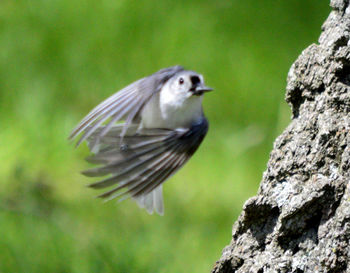 Close-up of bird flying over rock