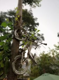 Low angle view of bicycle on tree against sky