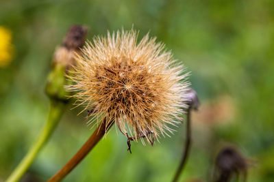 Close-up of plant