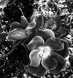 Close-up of flowers blooming outdoors