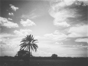 Palm trees on field against sky