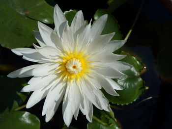 Close-up of white flowering plant