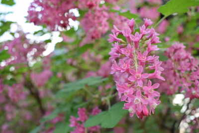 Close-up of pink flowers