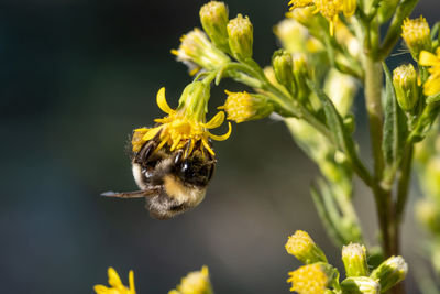 Close-up of bee pollinating flower