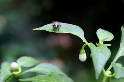 Close-up of insect on plant