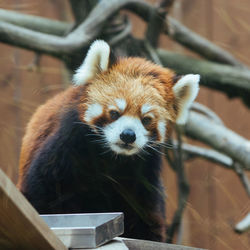 Close-up of red panda at zoo