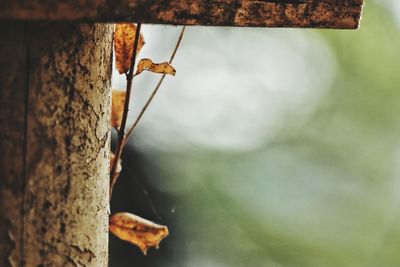 Close-up of lizard on tree trunk against sky