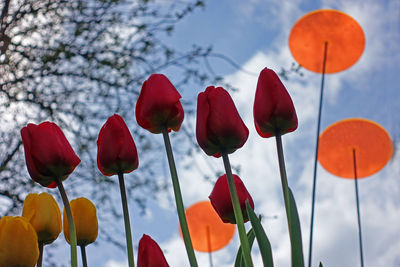 Low angle view of red tulips against sky