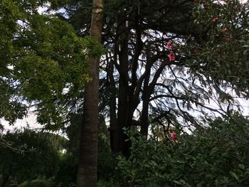 Low angle view of tree in forest against sky