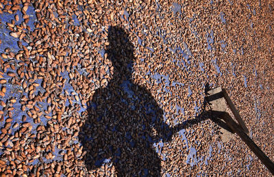 High angle view of man shadow on tree