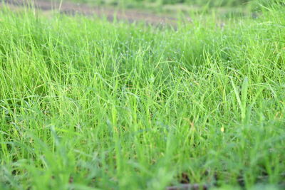 Close-up of grass on field