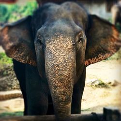 Close-up of elephant