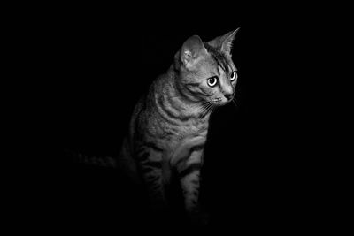 Close-up portrait of a cat looking away