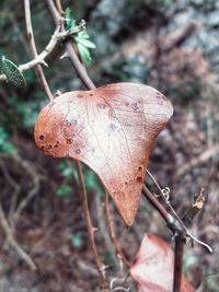 Close-up of dry leaf on tree