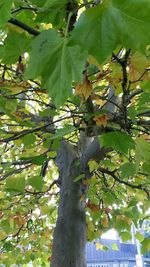 Low angle view of tree