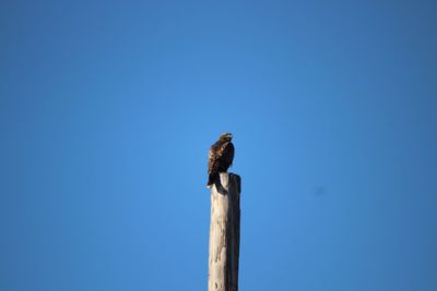 Low angle view of bird perching on wooden post against sky