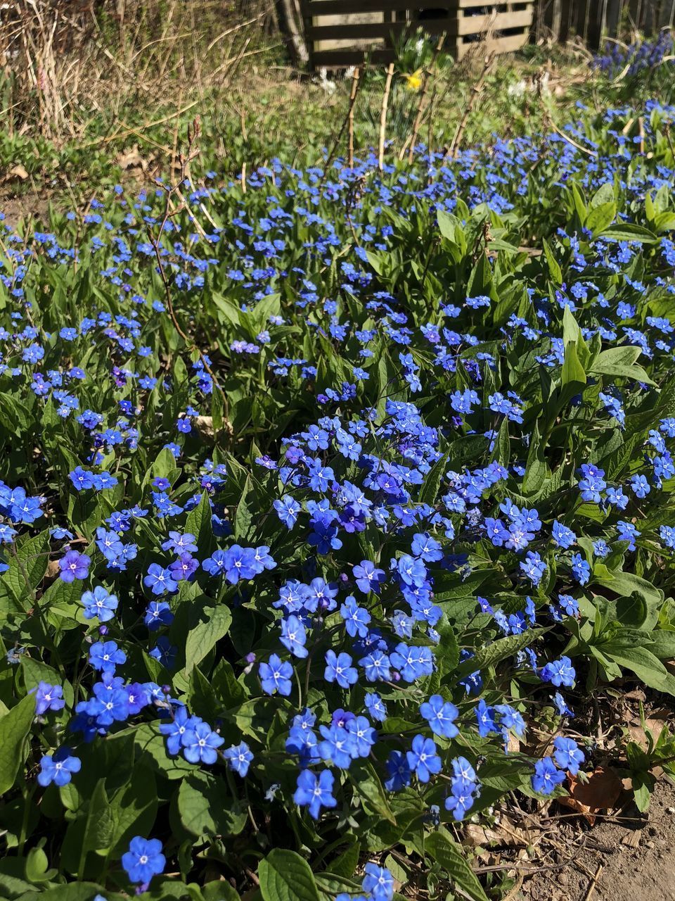 CLOSE-UP OF PURPLE FLOWERING PLANTS ON LAND