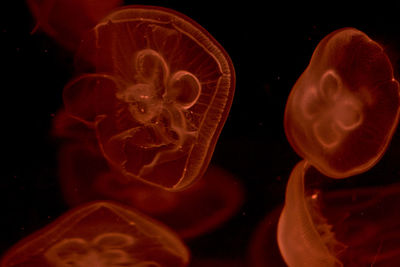 Close-up of jellyfish swimming in sea