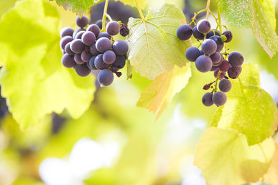 Close-up of grapes growing in vineyard