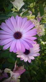 Close-up of purple flower blooming outdoors