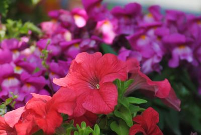 Close-up of pink flowering plant in park