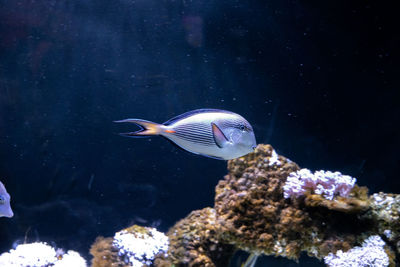 Fish swimming in sea