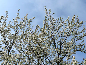 Low angle view of cherry blossoms against sky