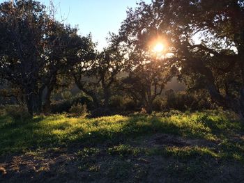 Sun shining through trees