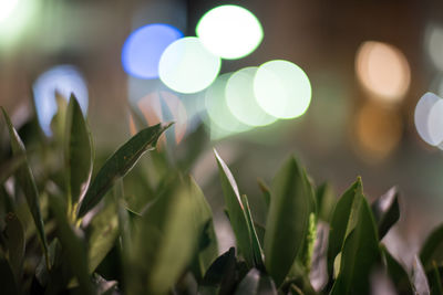Close-up of plants against blurred background