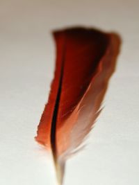 Close-up of object over white background